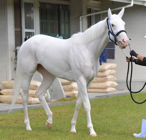 生白毛|【ソダシ】白毛馬の馬名を一覧にまとめました！【ブチコ】